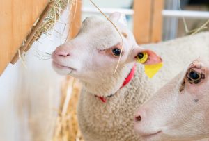 région nouvelle aquitaine au salon de l'agriculture - filière ovine