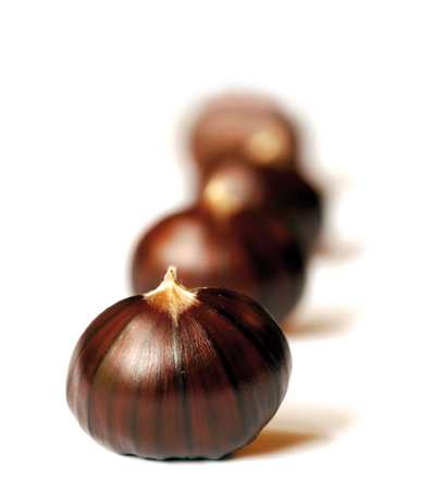 Périgord chestnut