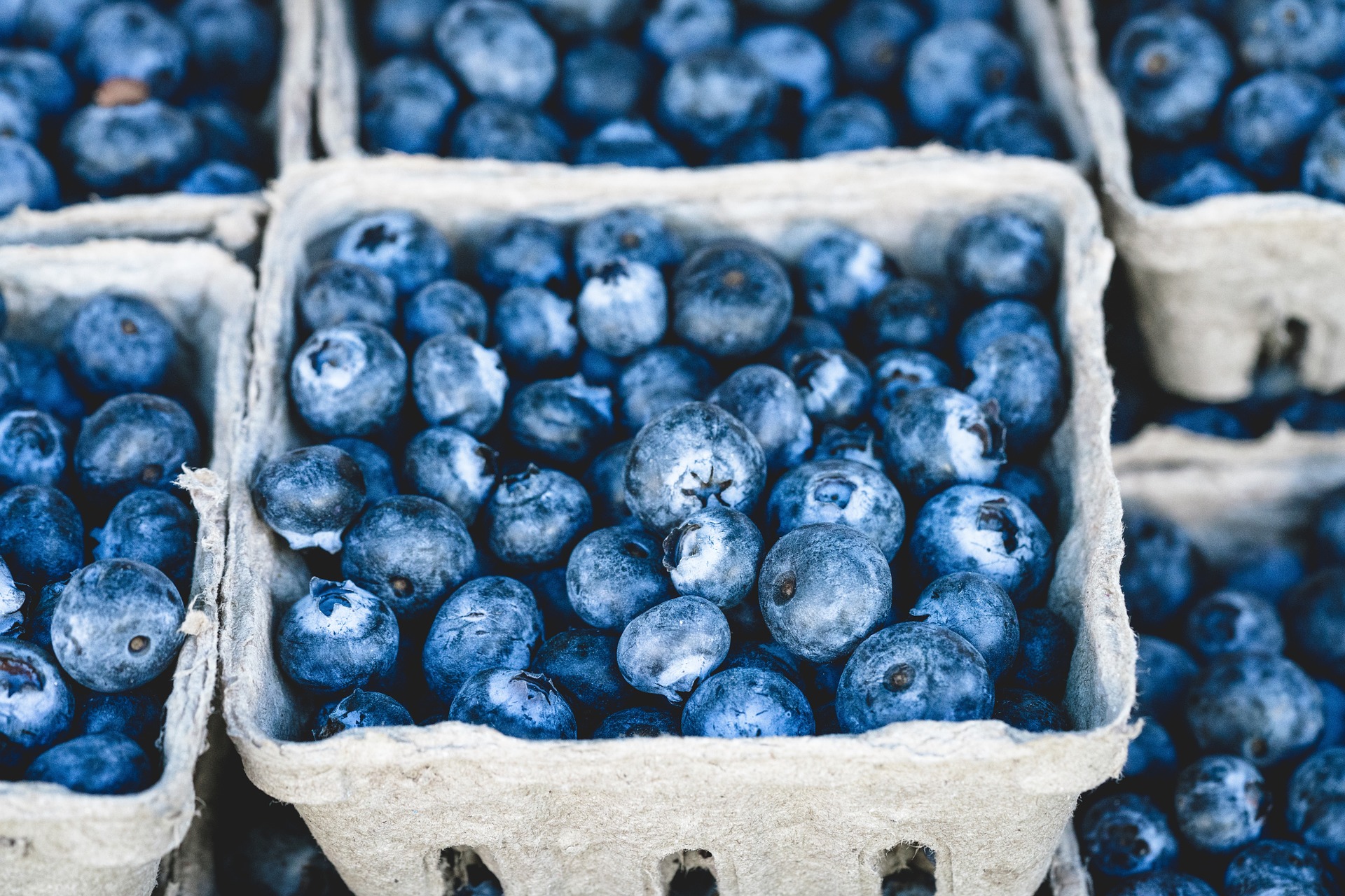 Monédières blueberries