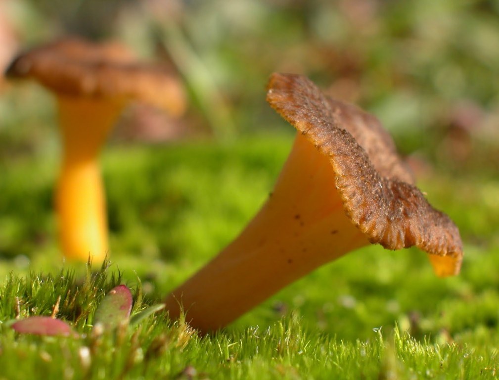 Chanterelle wild mushroom