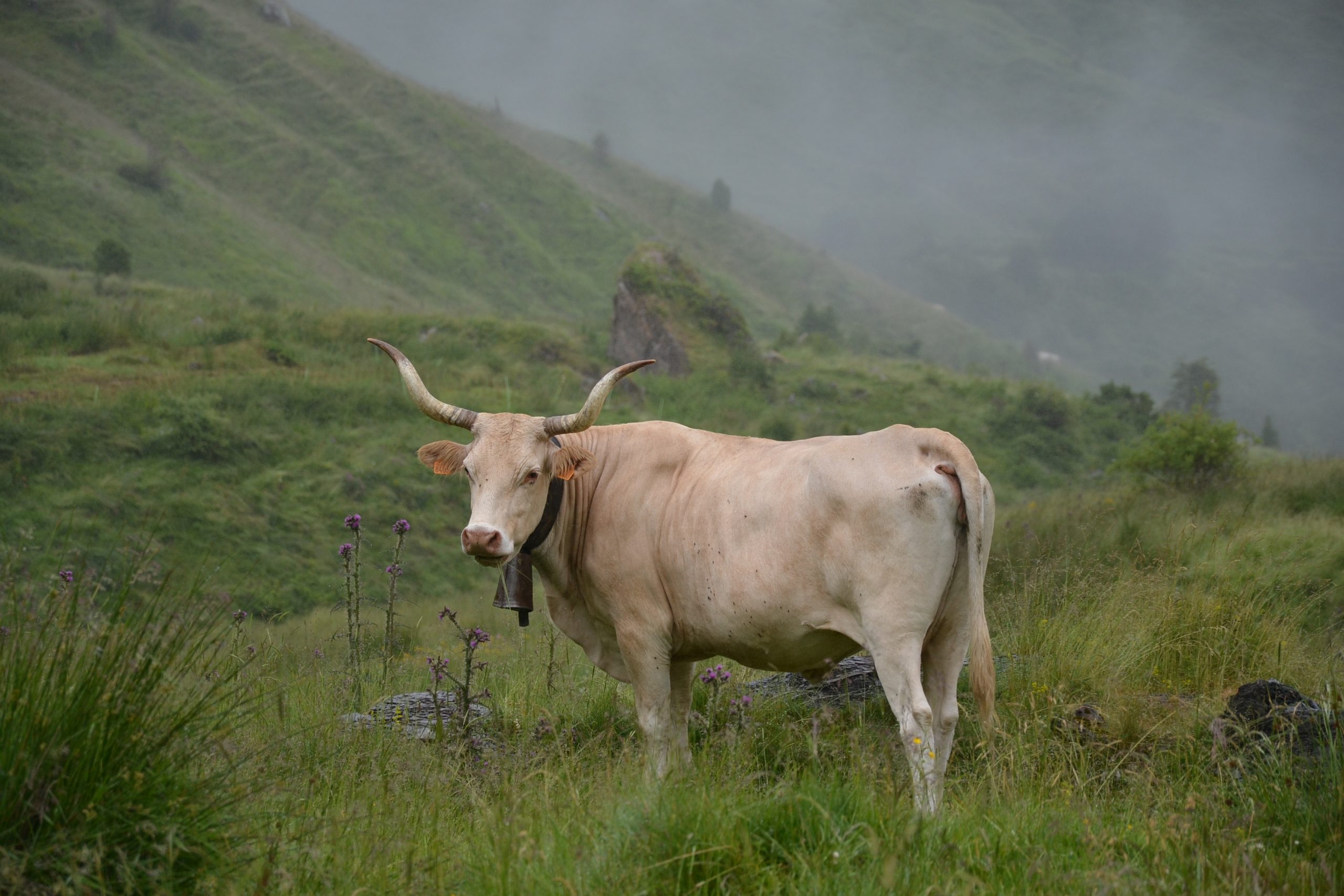 Vache Béarnaise
