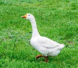 Poitou Snow Goose