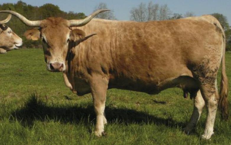 Bearnaise Cow
