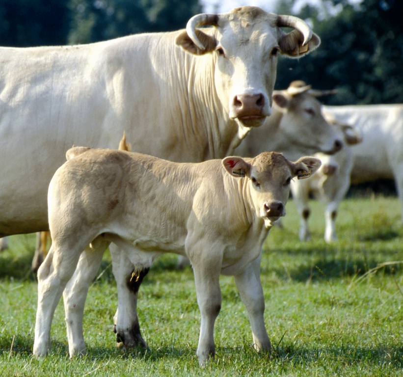 Farm Veal Raised On Mother’s Milk