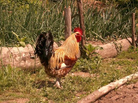 Auvergne Farm Poultry