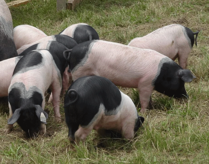 races porcine nouvelle aquitaine