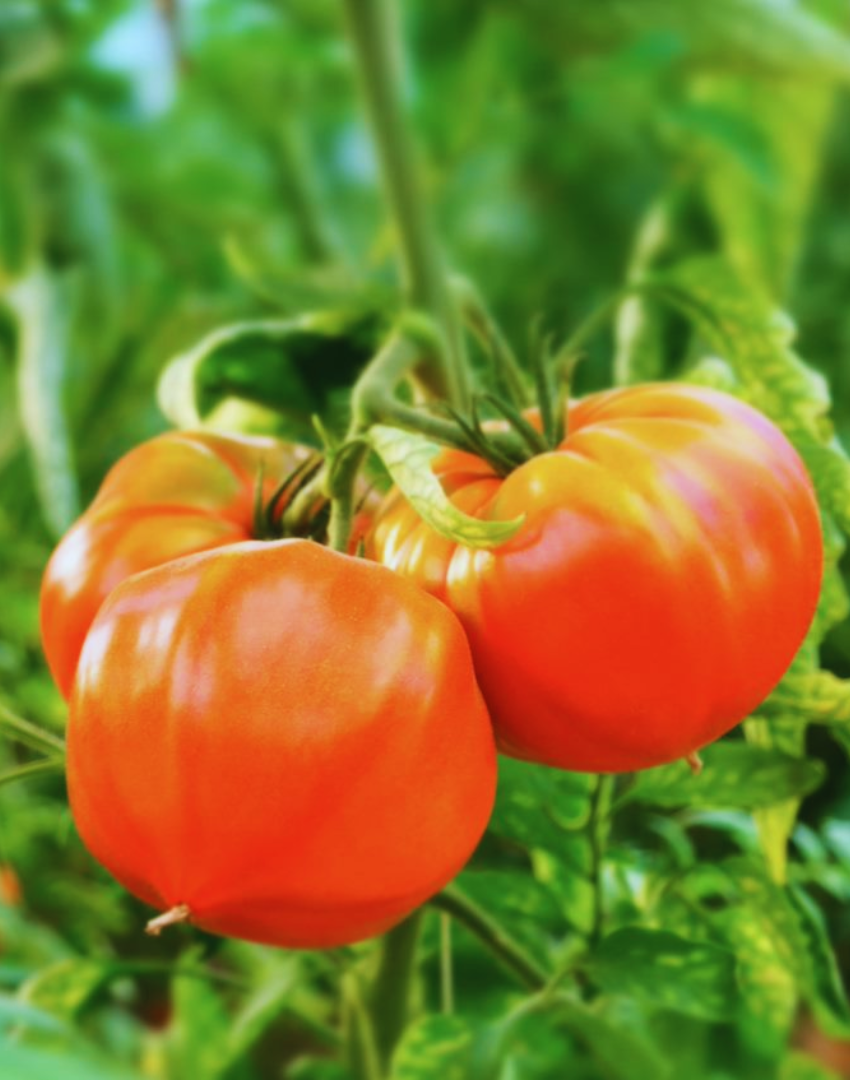 tomate de marmande label rouge