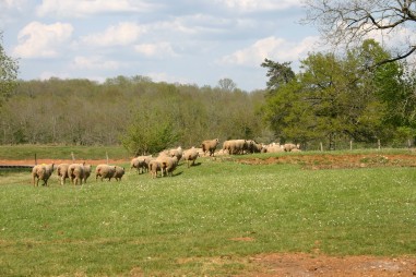 Ferme les Jaubertins