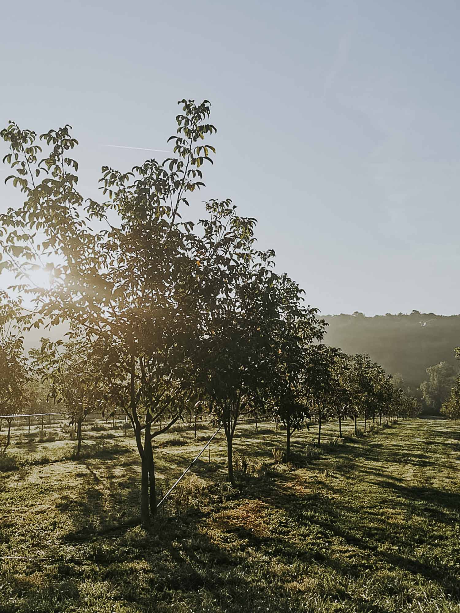 Les Moutons de Fernand / SCEA les Vergers de l’Ecureuil