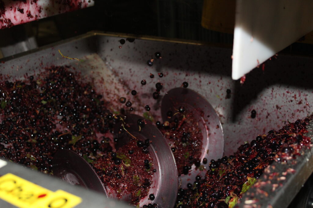 Cassis de saintonge fabrication maceration