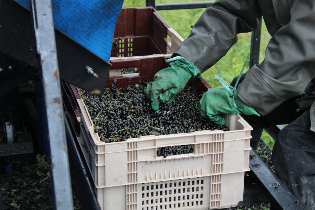 Récolte cassis de saintonge