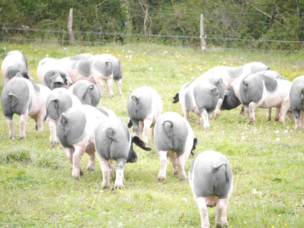 Porc Kintoa AOP animaux