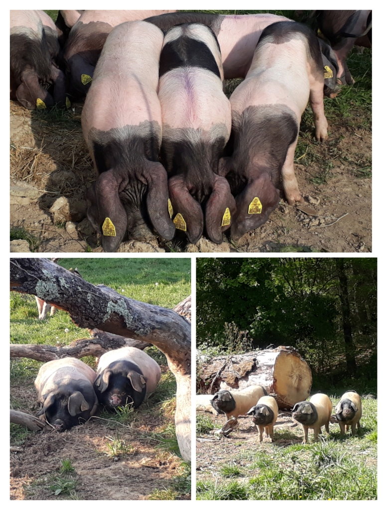Porc Kintoa AOP taches noires