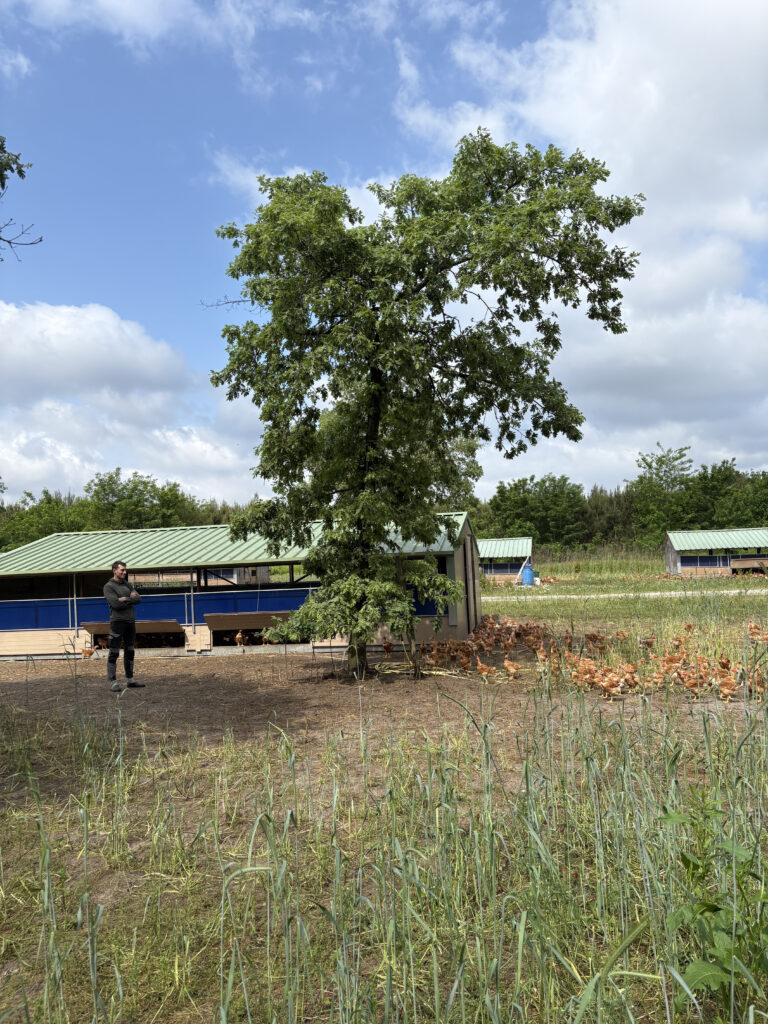 Mathieu Labarthe - eleveur volailles fermieres des landes label rouge igp