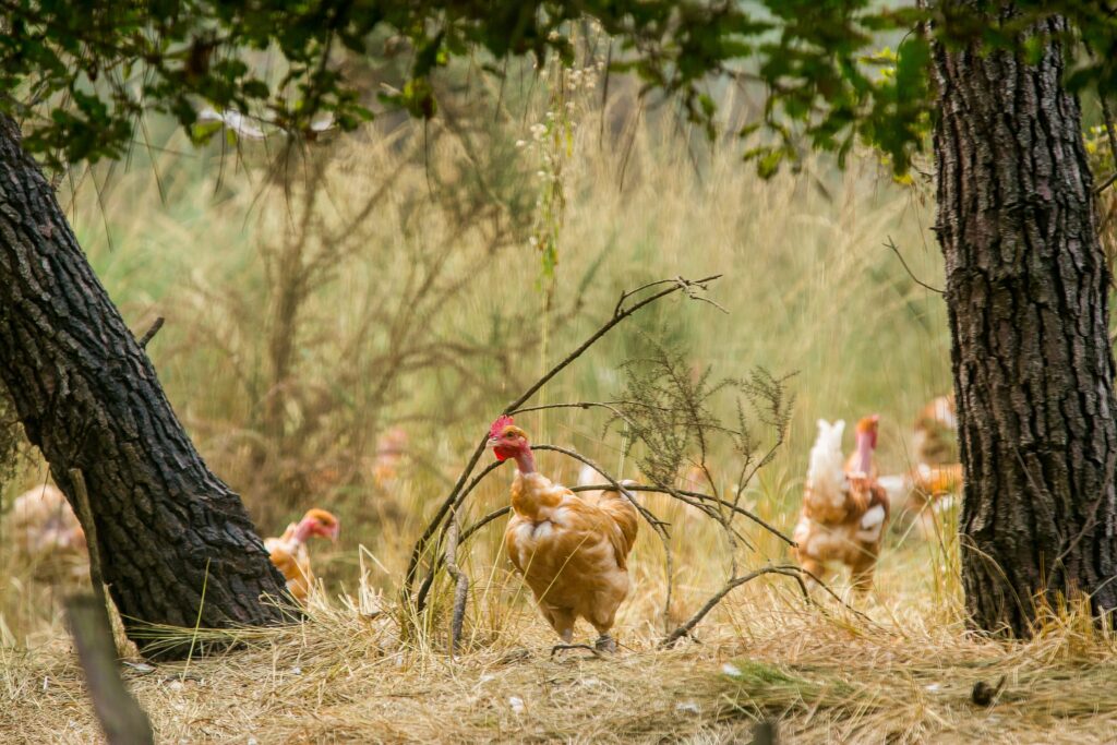 Volailles fermieres des landes