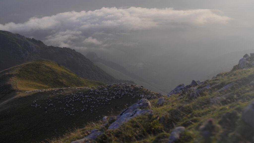 Brebis pyrénées transhumance avec le chef Guillaume Sanchez