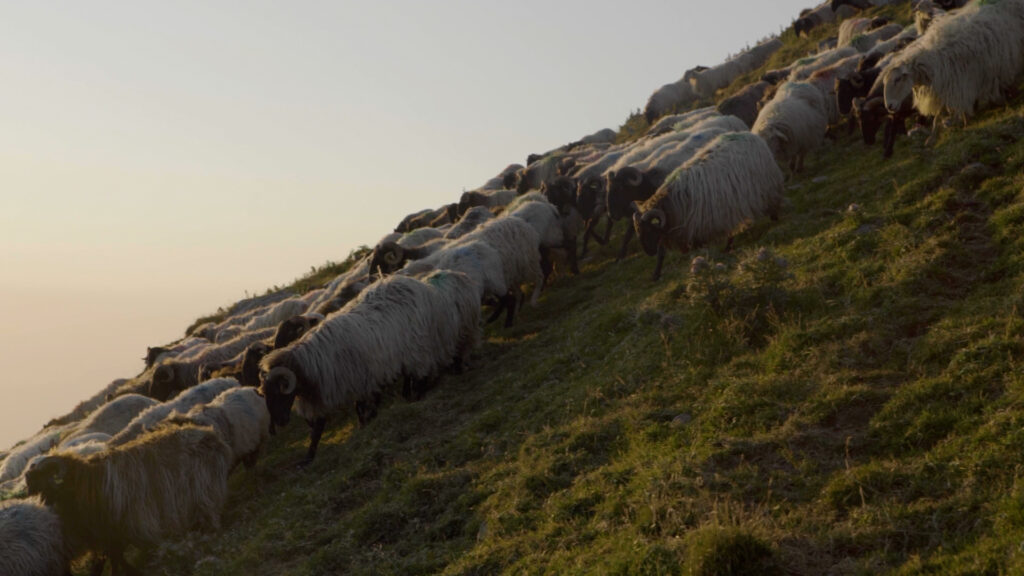 Transhumance estive brebis dans les pyrénées