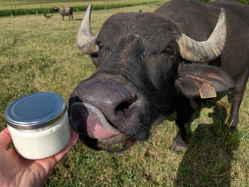 Champ des Bufflonnes Landes