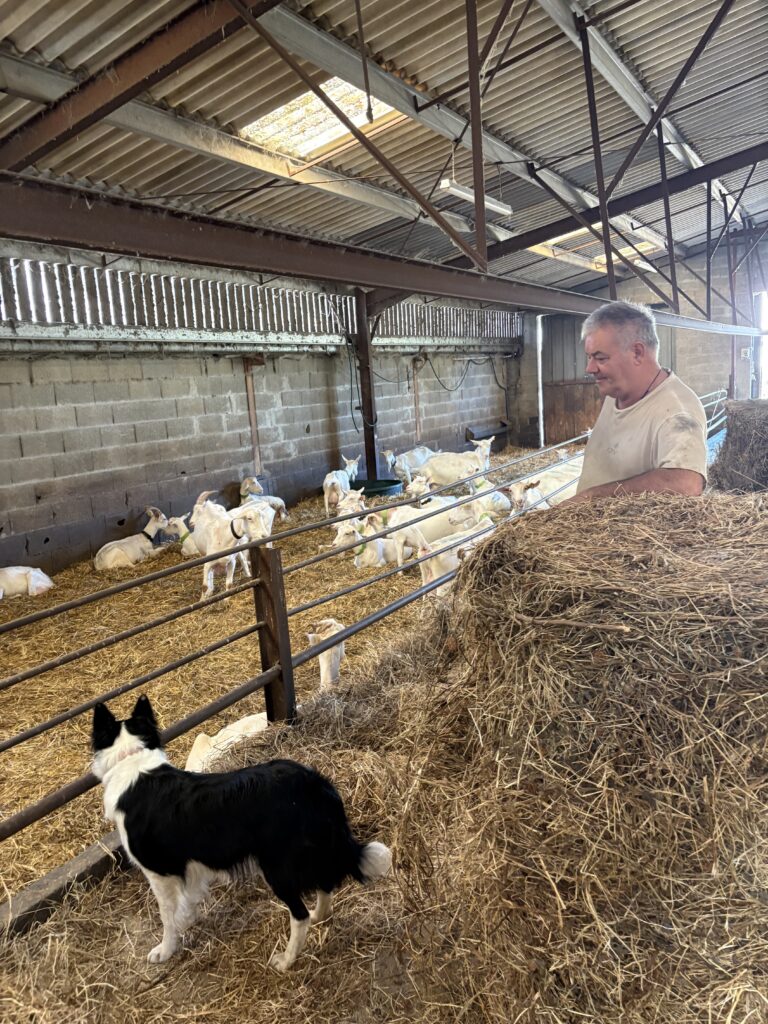 Jean Frederic granger chevres mothais sur feuille