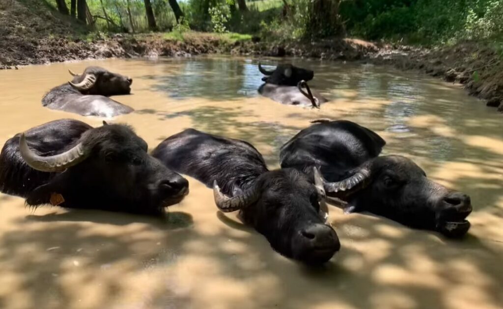 bufflones landaises champ des bufflonnes