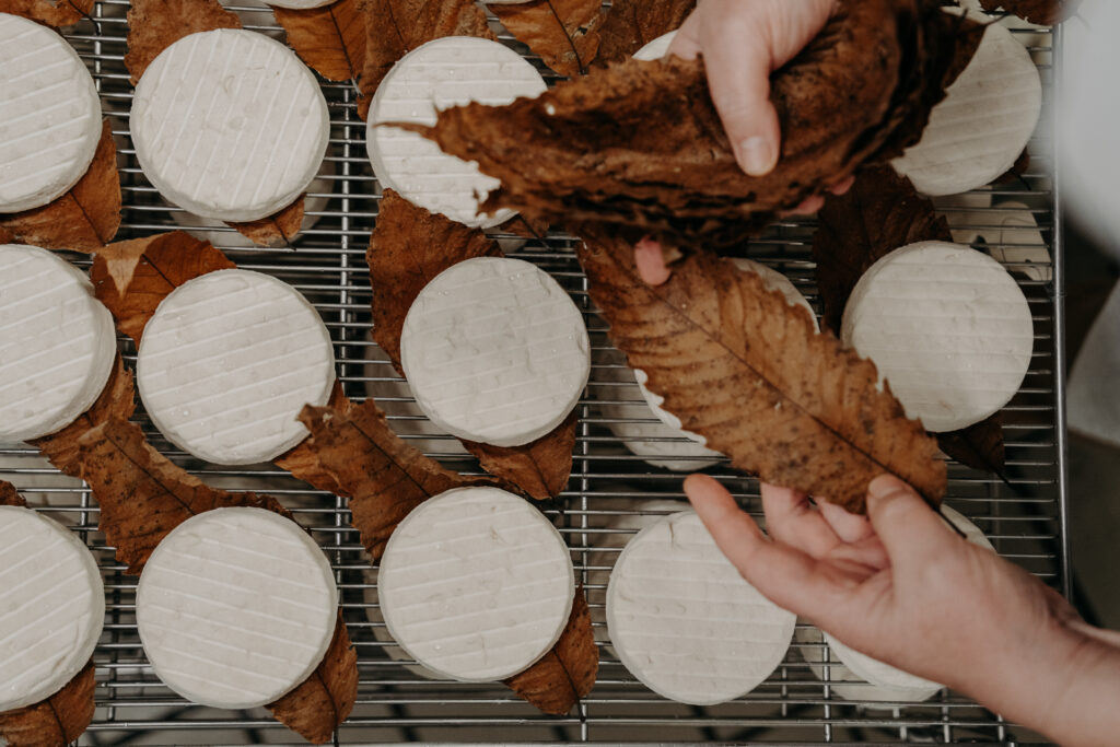 Mothais sur feuille AOC