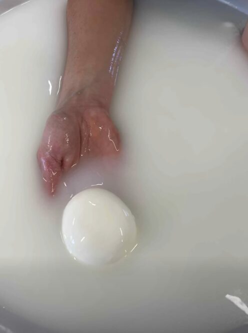 mozzarella champ des bufflonnes