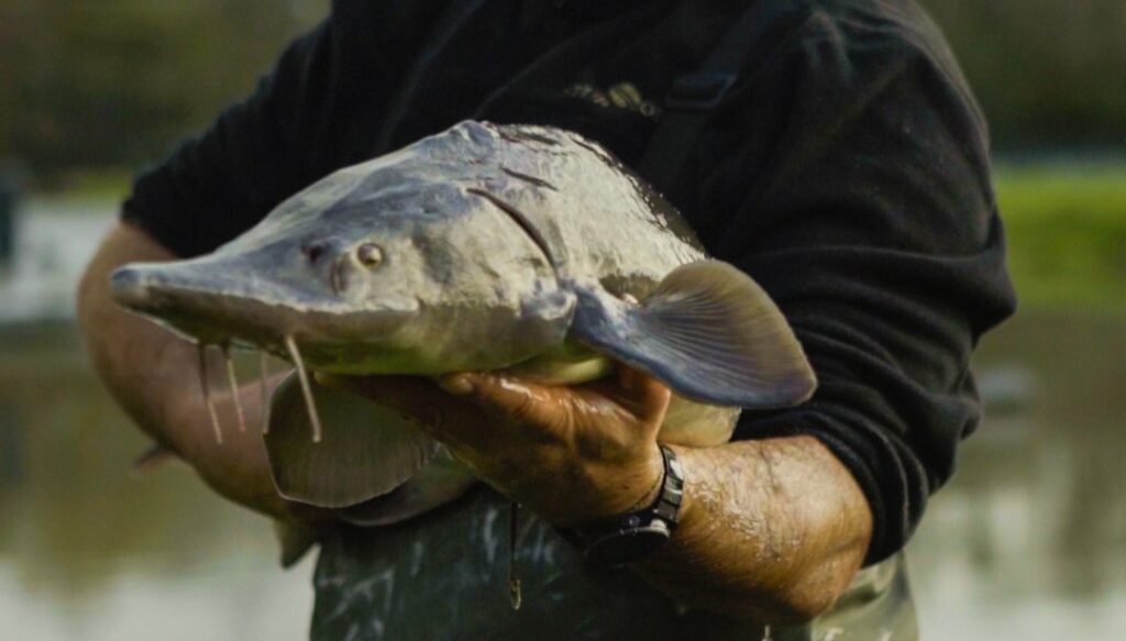 Esturgeon poisson caviar aquitaine IGP