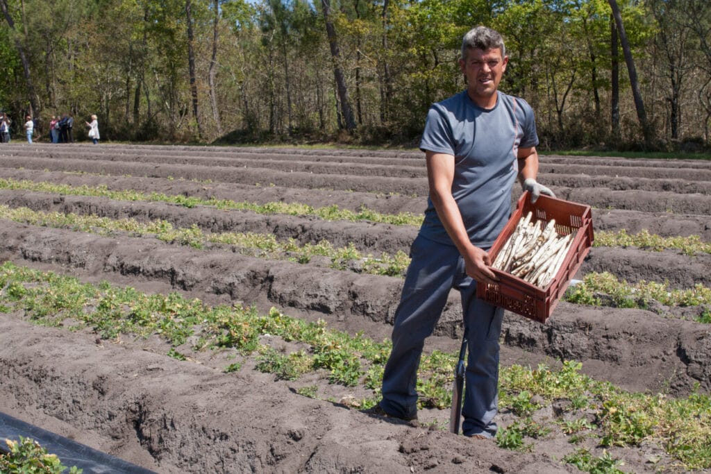 Asperge du blayais IGP