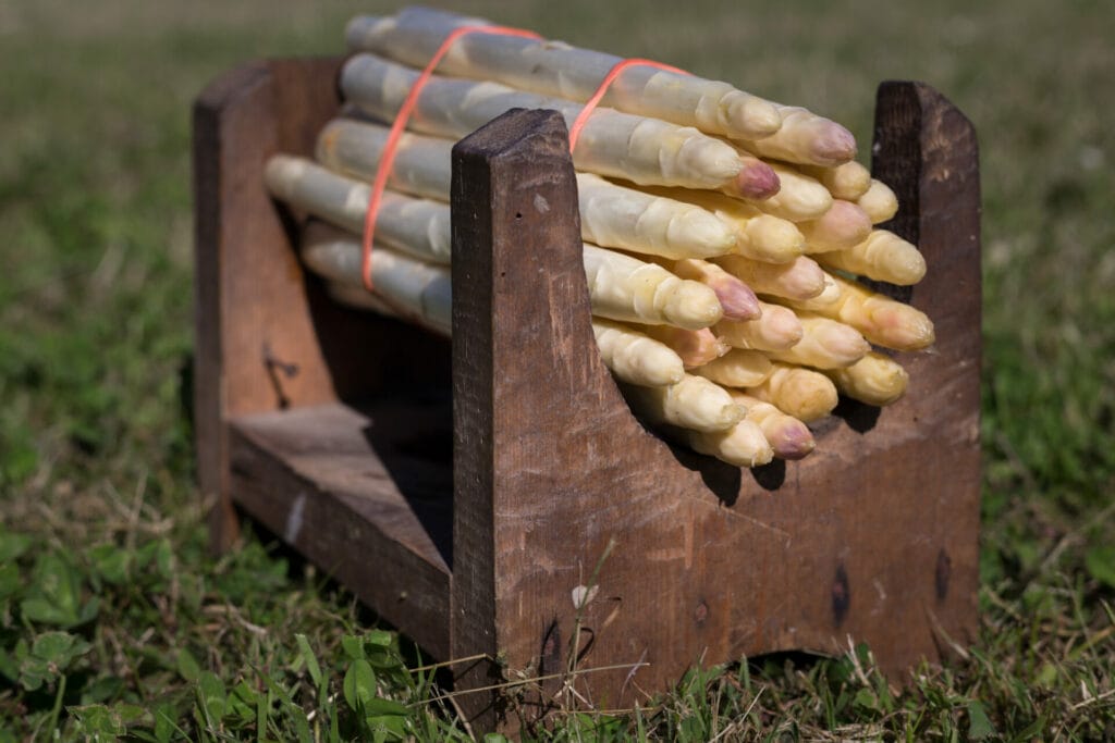 Asperges de Blayais 