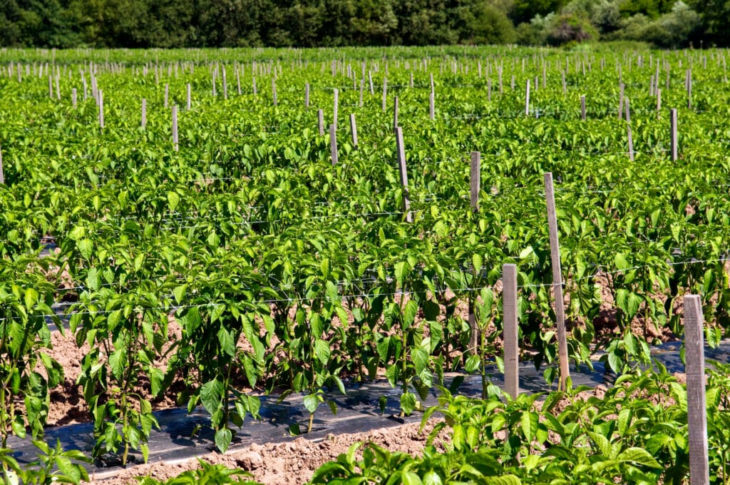 Champ plantation piment d'espelette