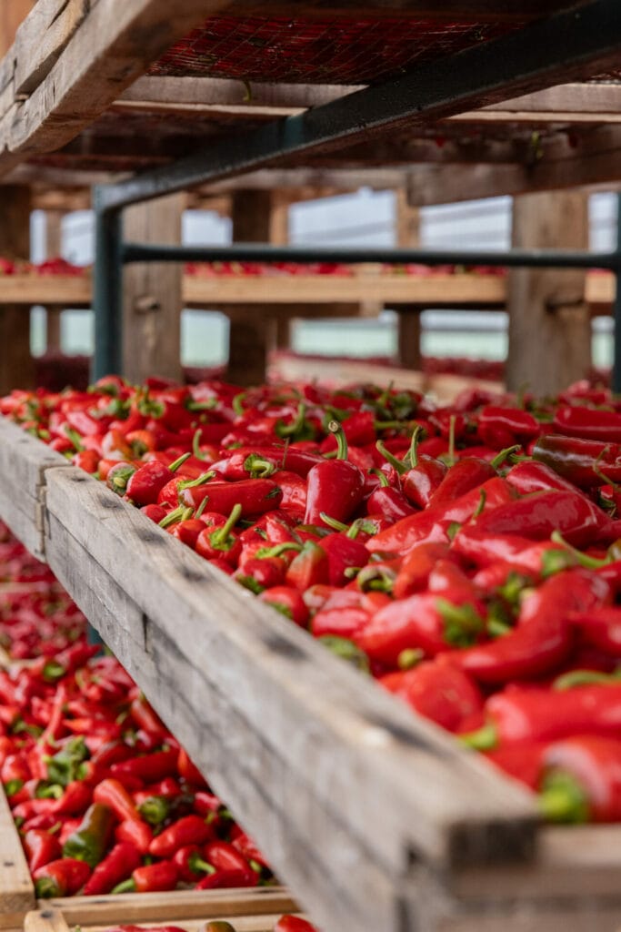 Maturation sechage piment d'espelette