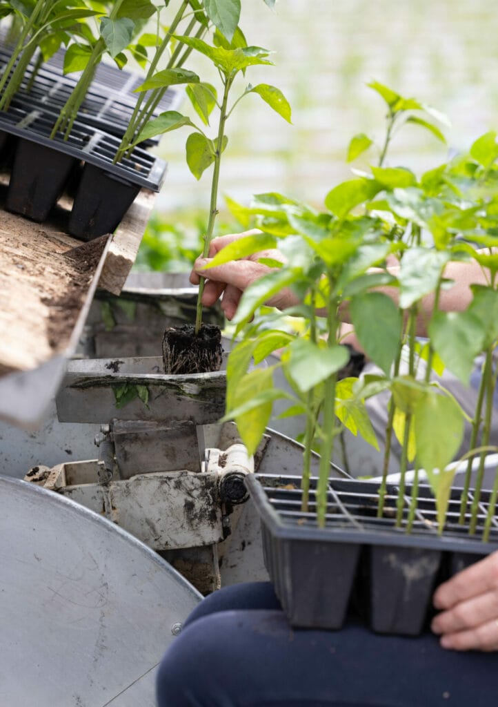 Plantation Piment d'Espelette